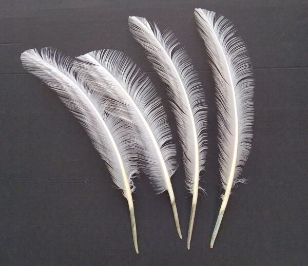 Burnt Turkey Quill Wing Feather TQUBT – Jaffe