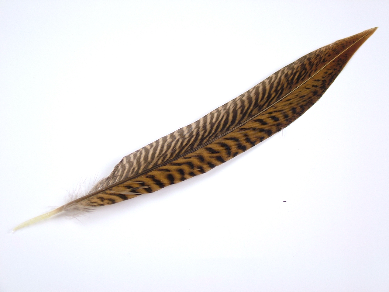 Golden Pheasant Side Tail Feather Natural – Jaffe