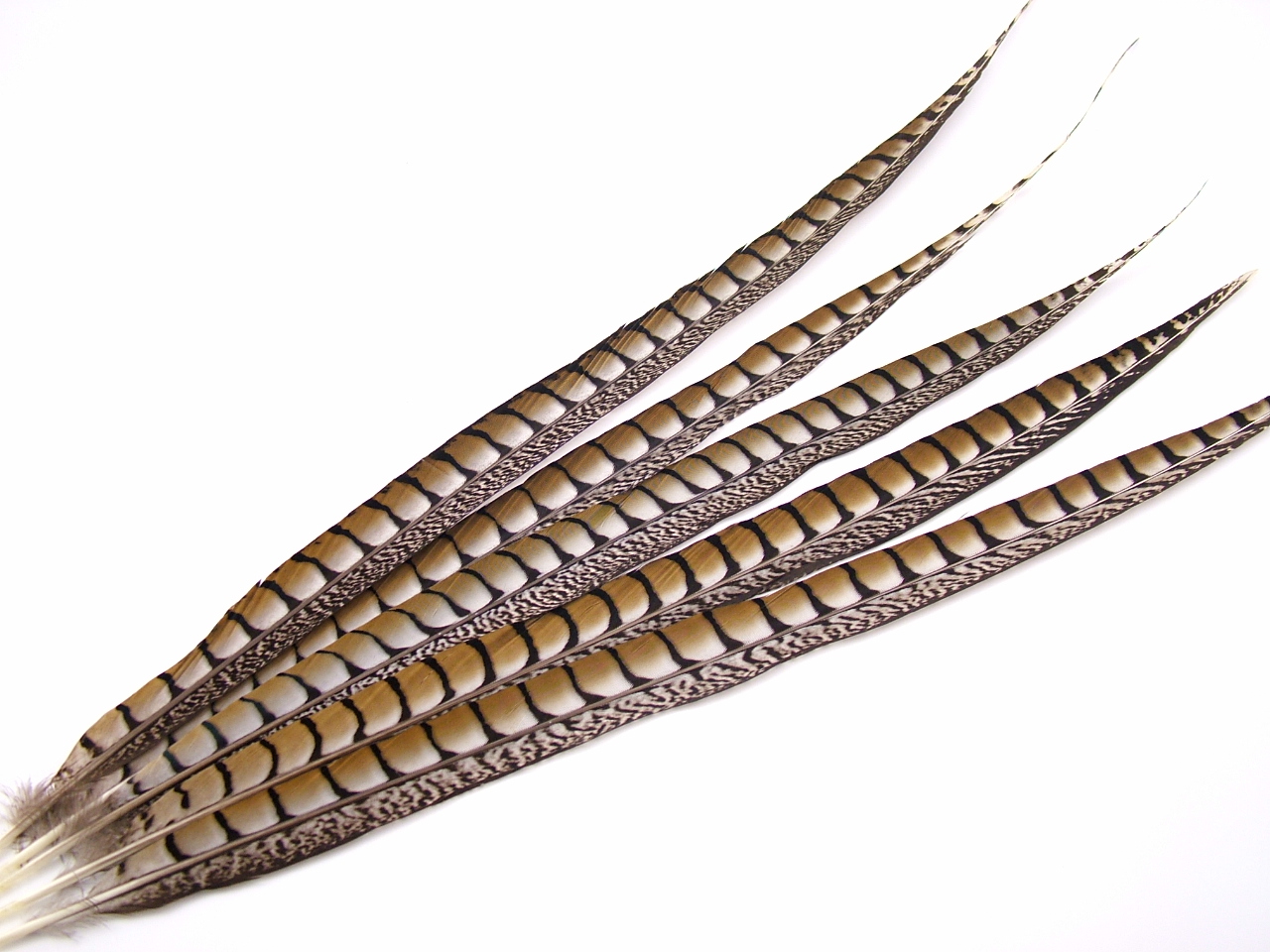Lady Amherst Pheasant Side Tail Feather – Jaffe