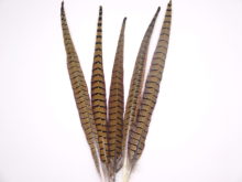 MW - Natural Pheasant Tail Feather – London, UK - MacCulloch & Wallis